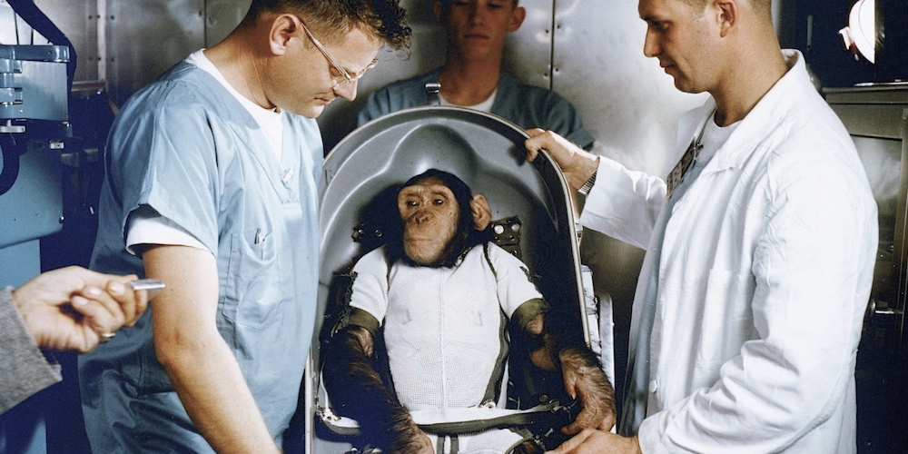 De chimpansee Ham wordt klaargemaakt voor zijn ruimtevlucht